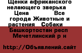 Щенки африканского нелающего зверька  › Цена ­ 35 000 - Все города Животные и растения » Собаки   . Башкортостан респ.,Мечетлинский р-н